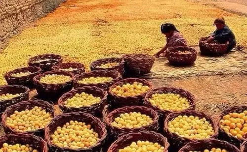 農(nóng)民豐收節(jié)來臨,新疆豐收?qǐng)雒媪鞒?新疆農(nóng)民太任性了